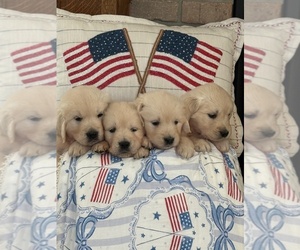 English Cream Golden Retriever Puppy for Sale in BYRON CENTER, Michigan USA