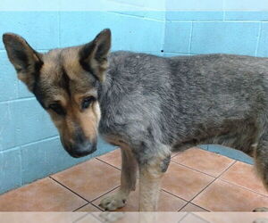 German Shepherd Dog Dogs for adoption in Downey, CA, USA