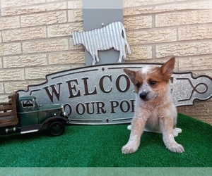 Australian Cattle Dog Puppy for sale in CARTHAGE, TX, USA