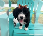 Puppy Purple girl Bernedoodle