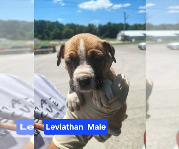 Medium Photo #2 Mutt Puppy For Sale in Evansville, IN, USA