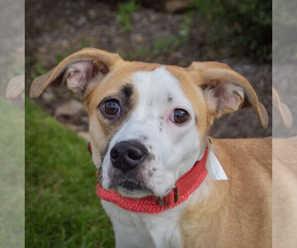 Medium Photo #1 American Staffordshire Terrier-Pointer Mix Puppy For Sale in Huntley, IL, USA
