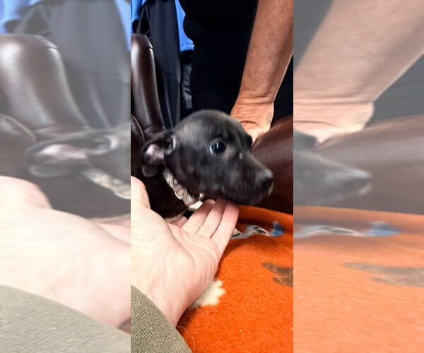 Medium Photo #3 Boston Huahua Puppy For Sale in Maryville, TN, USA