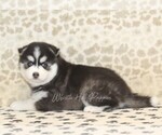 Small #1 Pomsky