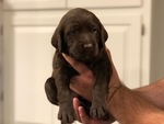 Small Photo #2 Labradoodle Puppy For Sale in DAYTON, VA, USA