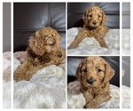 Puppy Willow Goldendoodle mix (+ Poodle Miniature)