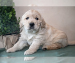 Small English Cream Golden Retriever