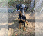 Beautiful Black - Female Doberman Pinscher Puppy for Sale - Photo #2