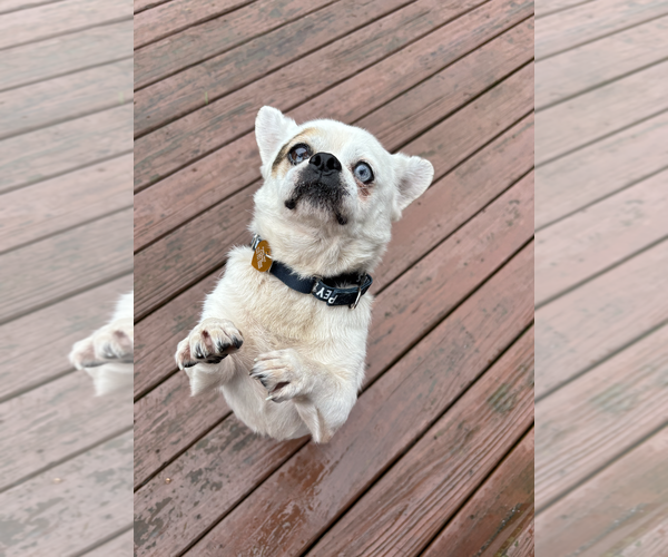 Medium Photo #3 Mutt Puppy For Sale in Rockville, MD, USA