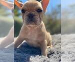 Small Photo #17 French Bulldog Puppy For Sale in ORLANDO, FL, USA