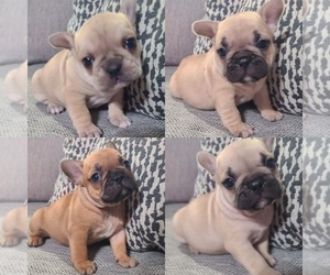French Bulldog Puppy for sale in ARLINGTON, CA, USA