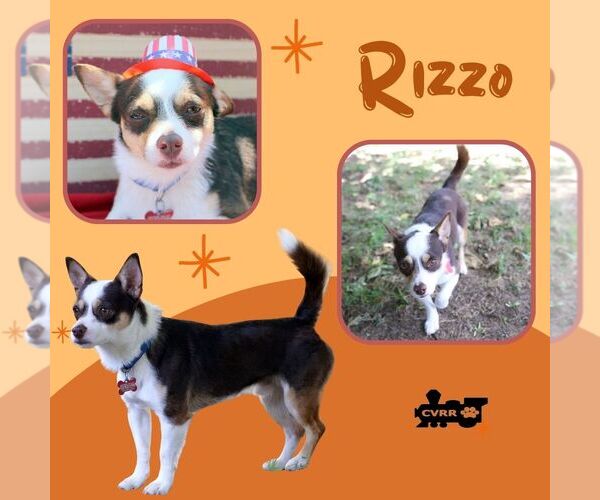 Medium Photo #1 Rat Terrier-Unknown Mix Puppy For Sale in Lindsay, CA, USA
