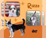 Small Rat Terrier Mix