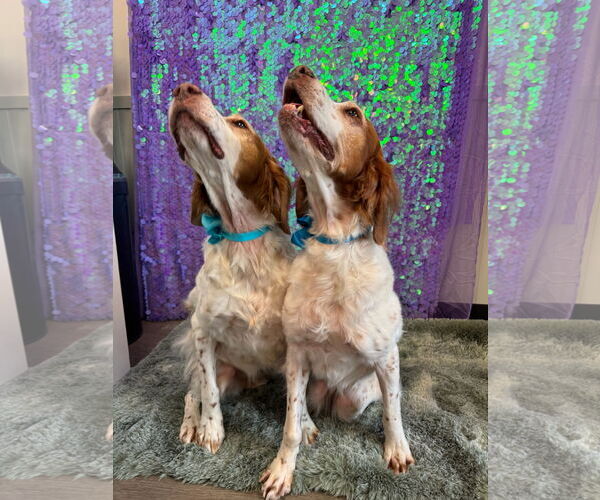 Medium Photo #6 Brittany Puppy For Sale in Curwensville, PA, USA