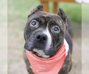 American Staffordshire Terrier-Unknown Mix Dogs for adoption in San Antonio, TX, USA