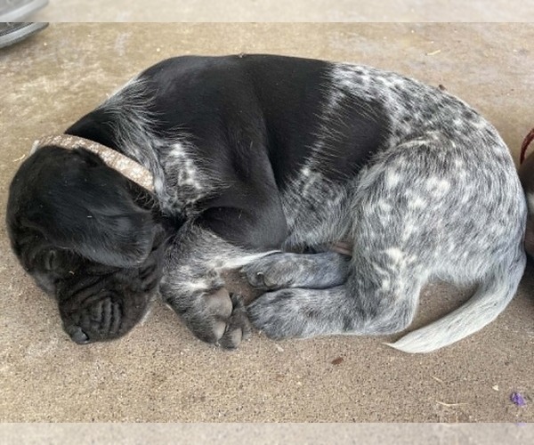 Medium Photo #7 Pointer Puppy For Sale in SACRAMENTO, CA, USA