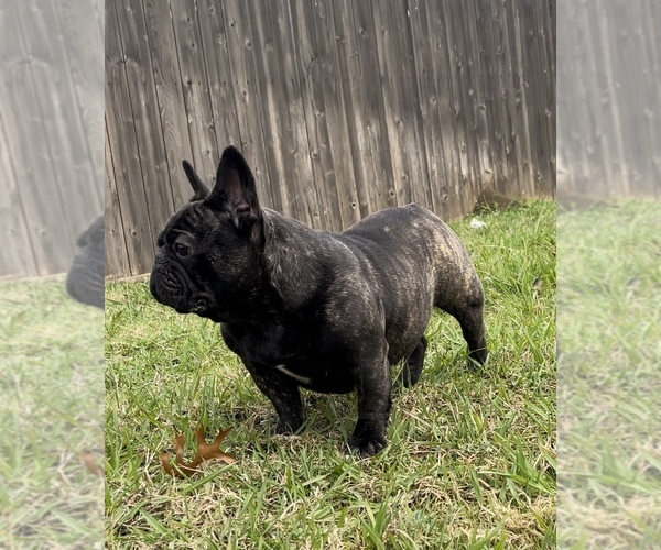 Medium Photo #1 French Bulldog Puppy For Sale in DENTON, TX, USA