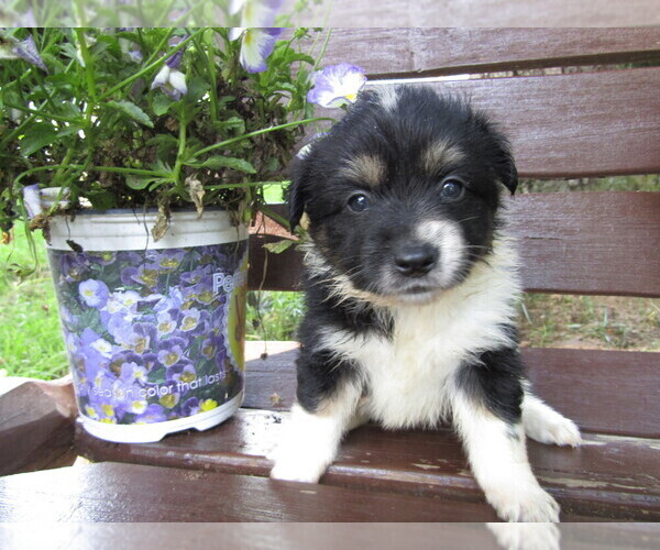 Medium Photo #1 Huskimo Puppy For Sale in KALAMAZOO, MI, USA