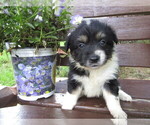 Small Photo #1 Huskimo Puppy For Sale in KALAMAZOO, MI, USA
