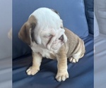 Small #16 English Bulldog