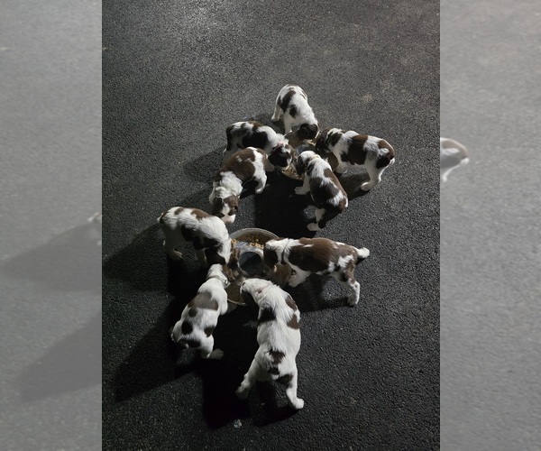 Medium Photo #7 English Springer Spaniel Puppy For Sale in JONESBOROUGH, TN, USA