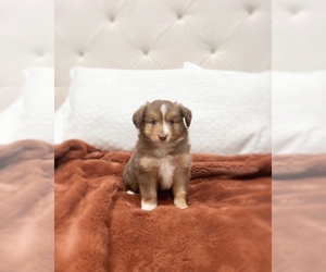 Miniature Australian Shepherd Puppy for sale in HOMESTEAD, FL, USA