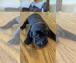 Small Photo #2 Labrador Retriever Puppy For Sale in ATHENS, WI, USA