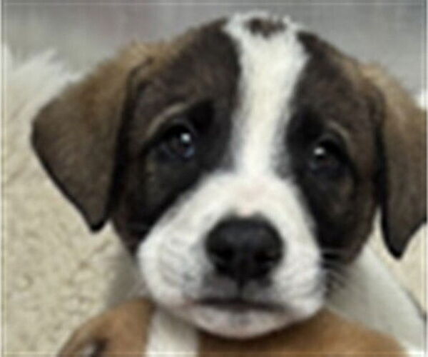 Medium Photo #1 Saint Bernard-Unknown Mix Puppy For Sale in Rancho Cucamonga, CA, USA