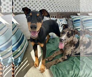 Sully -courtesy - Male Catahoula Leopard Dog Dog for Adoption - Photo #4