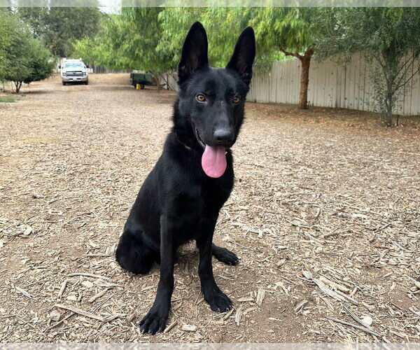 Medium Photo #1 German Shepherd Dog Puppy For Sale in San Diego, CA, USA