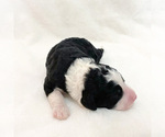 Puppy 7 Bernedoodle-Poodle (Miniature) Mix