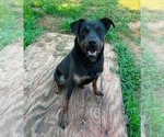 Small #1 Retriever  Mix