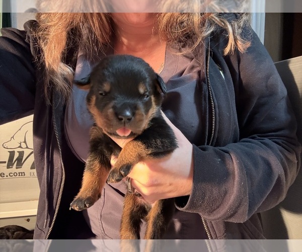 Medium Photo #33 Rottweiler Puppy For Sale in GREEN SPRINGS, OH, USA