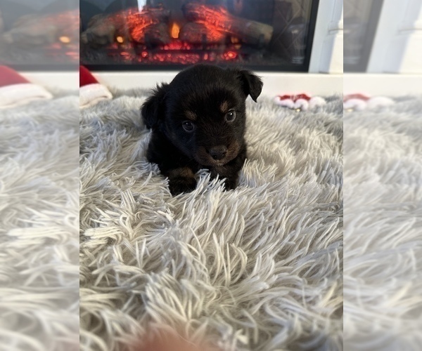 Medium Photo #2 Miniature Australian Shepherd Puppy For Sale in QUINCY, CA, USA