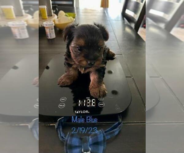 Medium Photo #7 Yorkshire Terrier Puppy For Sale in SACRAMENTO, CA, USA