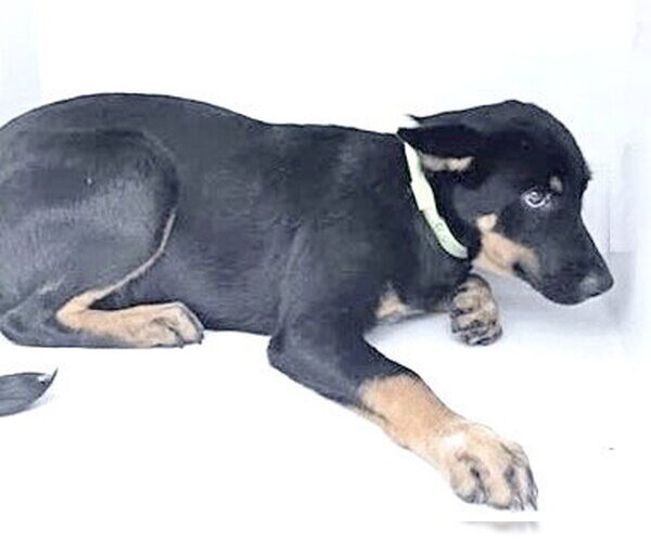 Medium Photo #1 Shepweiller Puppy For Sale in Houston, TX, USA