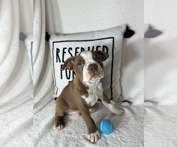 Medium Photo #3 Boston Terrier Puppy For Sale in GREENFIELD, IN, USA