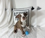 Small #2 Boston Terrier