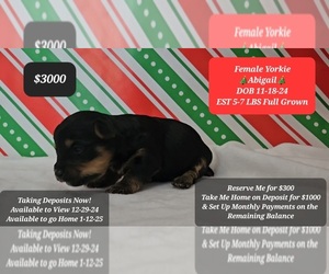 Yorkshire Terrier Puppy for sale in TUCSON, AZ, USA