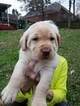 Small Photo #1 Labrador Retriever Puppy For Sale in EVANS, GA, USA