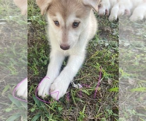 Siberian Husky Puppy for sale in HILLISTER, TX, USA