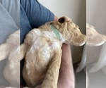 Small Photo #7 Goldendoodle (Miniature) Puppy For Sale in JENKS, OK, USA