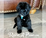 Small Photo #6 Whoodle Puppy For Sale in OVERGAARD, AZ, USA