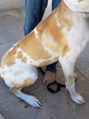 Great Dane Puppy for sale in GILBERT, AZ, USA