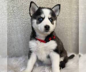 Pomsky Puppy for sale in GORDONVILLE, PA, USA