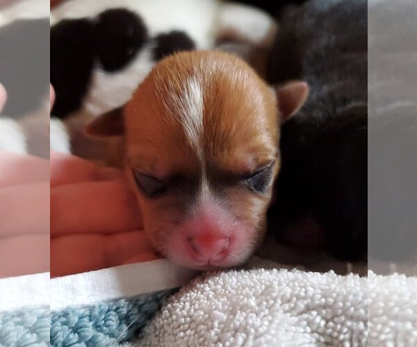 Medium Photo #35 Chihuahua-Unknown Mix Puppy For Sale in Spring, TX, USA