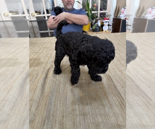 Medium Photo #20 Poodle (Miniature) Puppy For Sale in EAST AMHERST, NY, USA