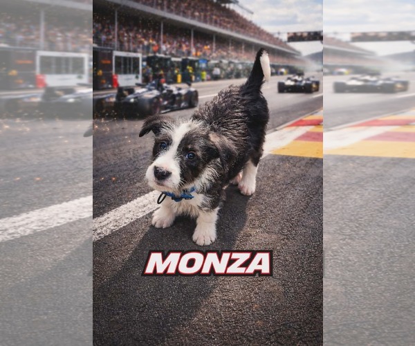 Medium Photo #1 Poodle (Standard)-Staffordshire Bull Terrier Mix Puppy For Sale in Clarkston, MI, USA