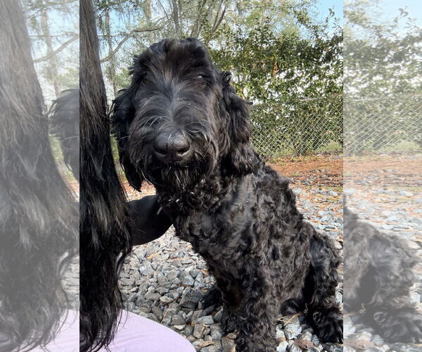 Medium Photo #1 Labrador Retriever-Unknown Mix Puppy For Sale in Valrico, FL, USA