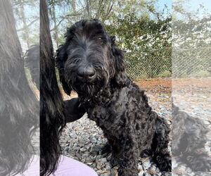 Labrador Retriever-Unknown Mix Dogs for adoption in Valrico, FL, USA